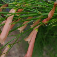 Russelia equisetiformis Schltdl. & Cham.