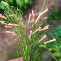 Russelia equisetiformis Schltdl. & Cham.