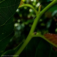 Shorea robusta C.F.Gaertn.