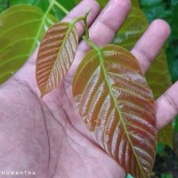 Shorea robusta C.F.Gaertn.
