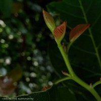 Shorea robusta C.F.Gaertn.