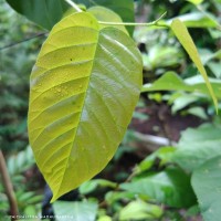 Shorea robusta C.F.Gaertn.