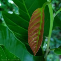 Shorea robusta C.F.Gaertn.