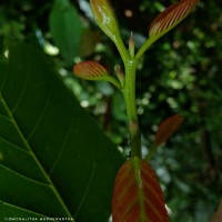 Shorea robusta C.F.Gaertn.