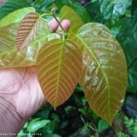 Shorea robusta C.F.Gaertn.