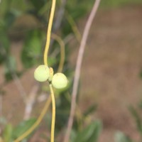 Cassytha filiformis L.