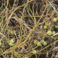 Cassytha filiformis L.