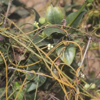 Cassytha filiformis L.