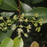 Syzygium caryophyllatum (L.) Alston