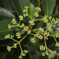 Syzygium caryophyllatum (L.) Alston