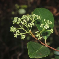 Syzygium caryophyllatum (L.) Alston