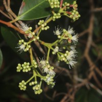 Syzygium caryophyllatum (L.) Alston