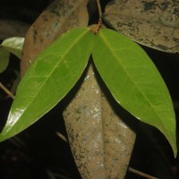 Eugenia haeckeliana Trimen