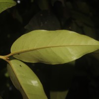 Eugenia haeckeliana Trimen