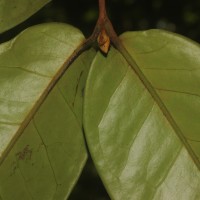 Eugenia haeckeliana Trimen