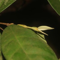 Eugenia haeckeliana Trimen