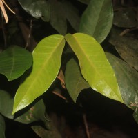 Eugenia haeckeliana Trimen