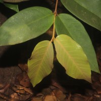 Eugenia haeckeliana Trimen