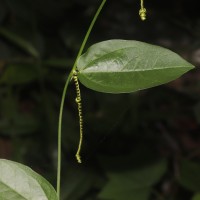 Passiflora suberosa L.