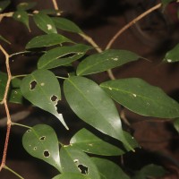 Dialium ovoideum Thwaites