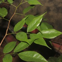Dialium ovoideum Thwaites