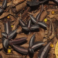 Zeuxine reginasilvae Ormerod