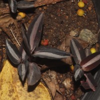 Zeuxine reginasilvae Ormerod
