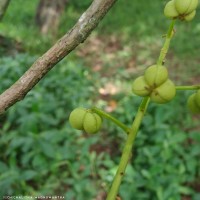 Mallotus fuscescens (Thwaites) Müll.Arg.