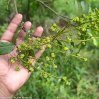 Mallotus fuscescens (Thwaites) Müll.Arg.