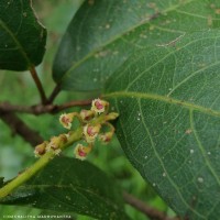 Mallotus fuscescens (Thwaites) Müll.Arg.
