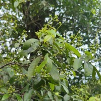 <i>Mallotus fuscescens</i>  (Thwaites) M  ll.Arg.