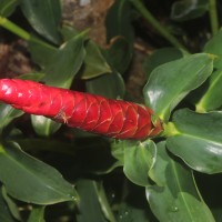 Costus woodsonii Maas