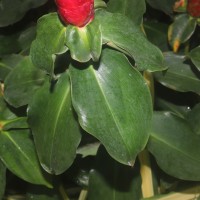 Costus woodsonii Maas
