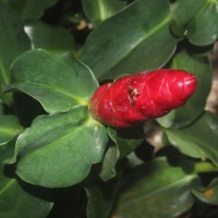 Costus woodsonii Maas
