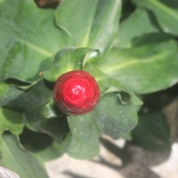 Costus woodsonii Maas