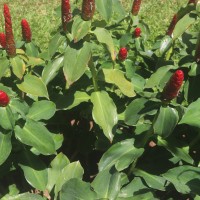 Costus woodsonii Maas