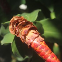Costus woodsonii Maas