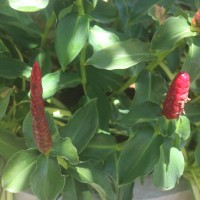 Costus woodsonii Maas