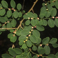 Phyllanthus vitis-idaea (Burm.f.) J.Koenig ex Roxb.