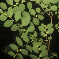 Phyllanthus vitis-idaea (Burm.f.) J.Koenig ex Roxb.