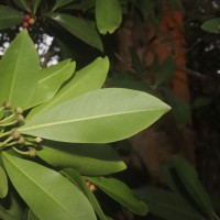 Ardisia elliptica Thunb.