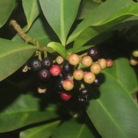 Ardisia elliptica Thunb.