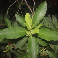 Ardisia elliptica Thunb.