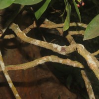 Ardisia elliptica Thunb.