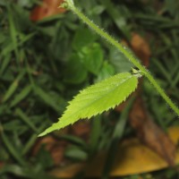 Tragia involucrata L.