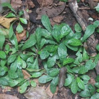 Elytraria acaulis (L.f.) Lindau
