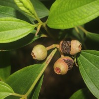 Melastoma malabathricum L.