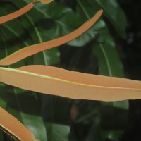 Acrostichum aureum  L.