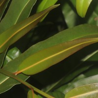 Acrostichum aureum  L.