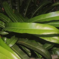 Acrostichum aureum  L.